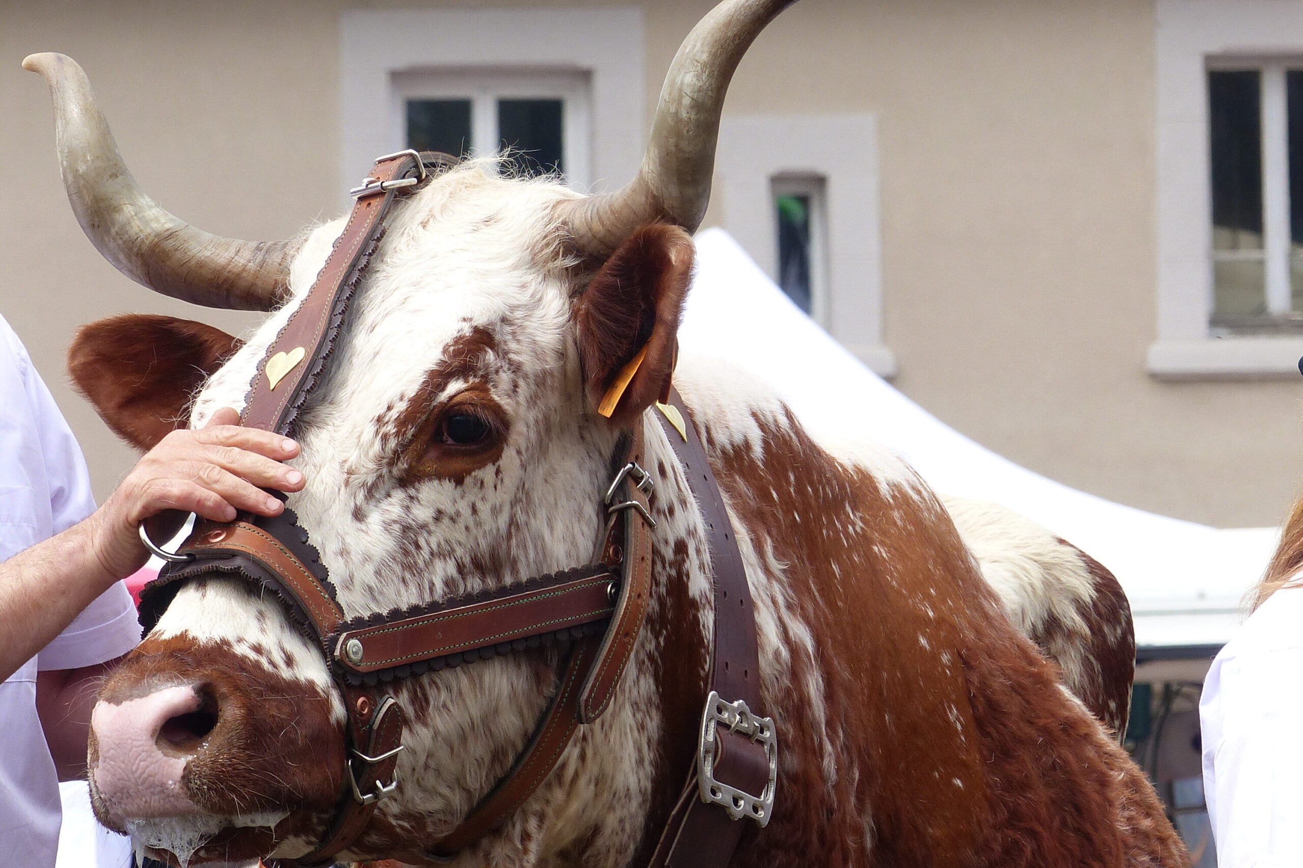 La Ferrandaise, invitée d’honneur de la fête de l’estive à Allanche 🐂