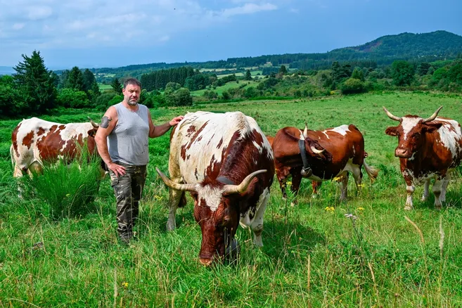 Julien Gauthier, éleveur de vaches ferrandaises dans le Puy-de-Dôme : “Faire le paysan avec une autre race, c’est non”