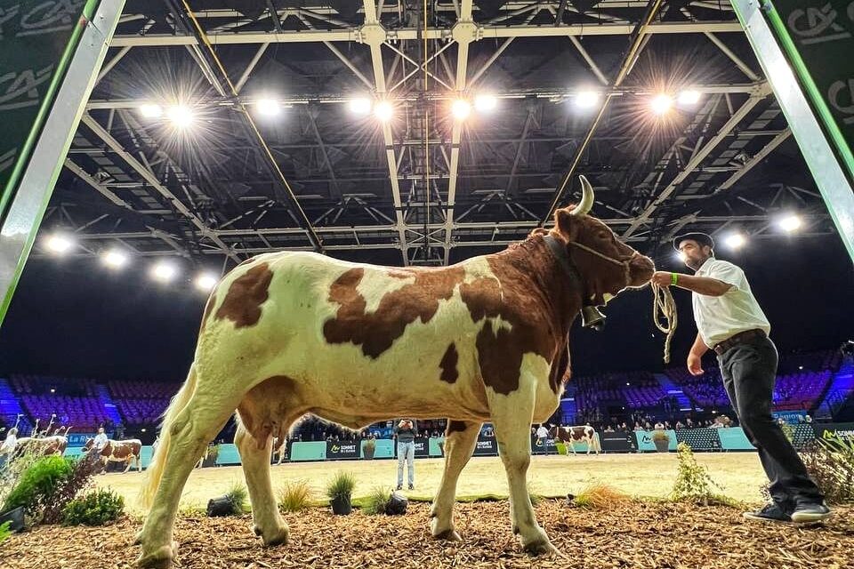 Présentation de la race ferrandaise au Zénith d’Auvergne