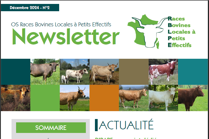 Newsletter – OS Races bovines locales à petits effectifs N°2